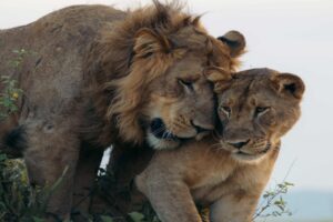 Lions in Queen Elizabeth National Park Uganda