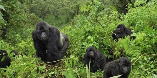 a-full-gorilla-family