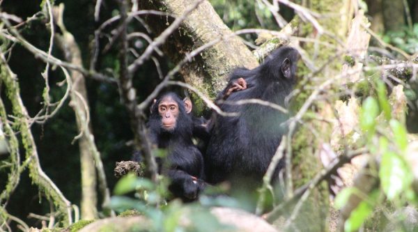 kibale chimapnzees