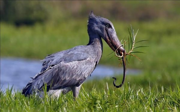 Shoebill Uganda Uganda bird species