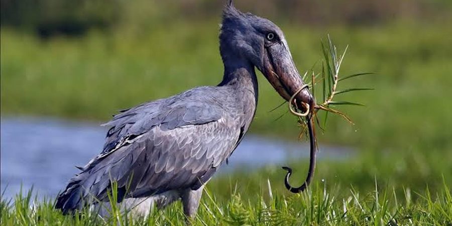 Shoebill Uganda Uganda bird species