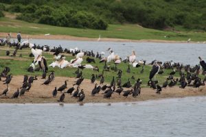 Uganda birds