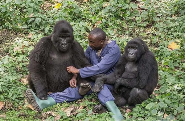 gorilla habituation Uganda